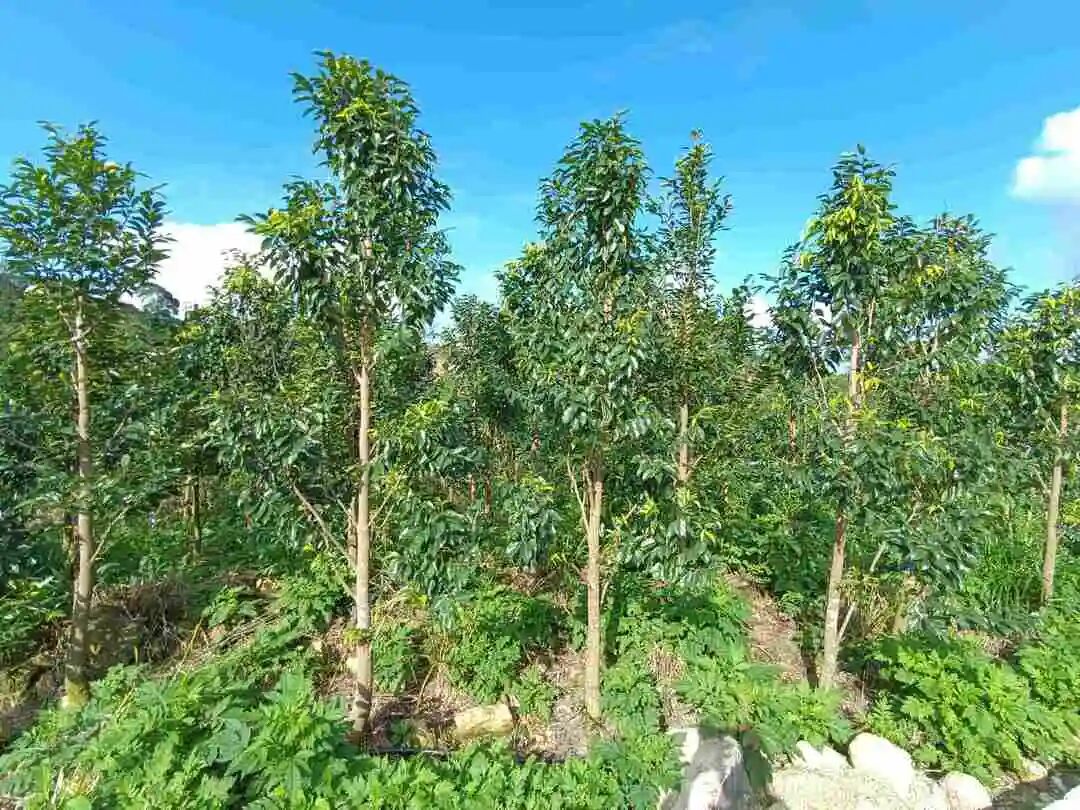 1762014289339226.jpg 1762014289339226.jpg