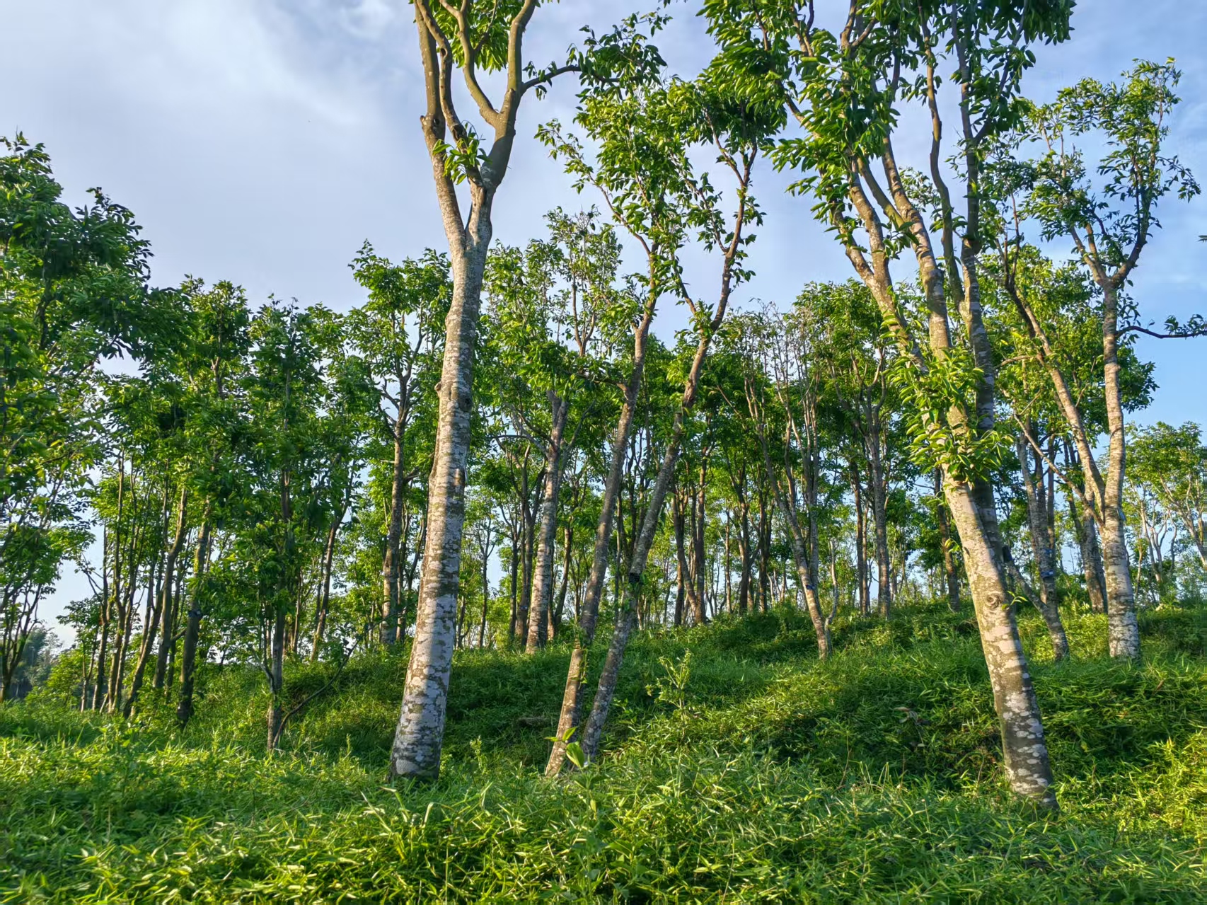 1762014307457583.jpg 1762014307457583.jpg