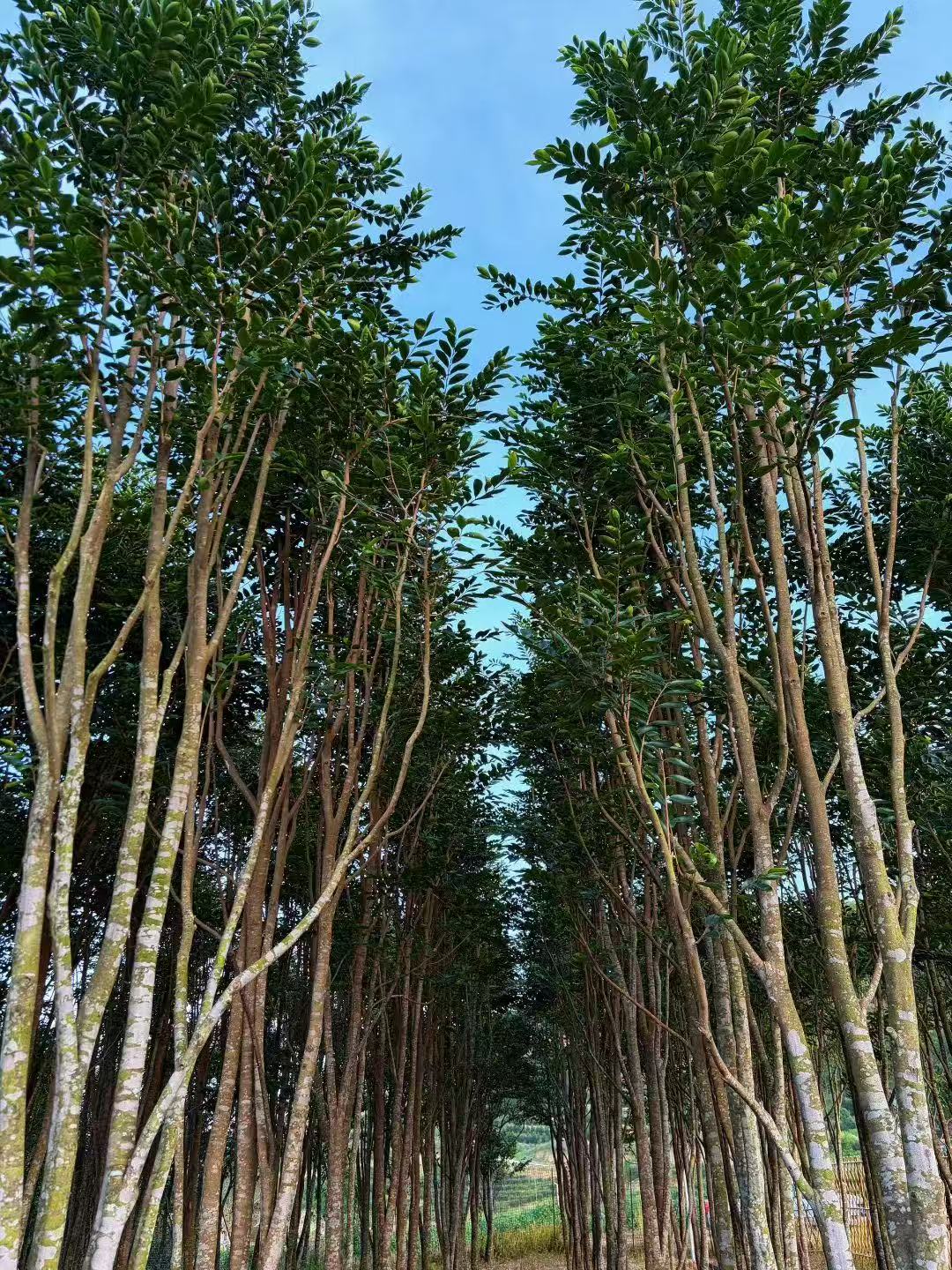 1765272161817381.jpg 1765272161817381.jpg